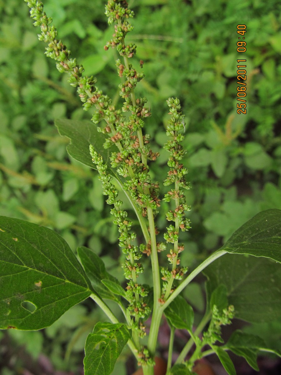 Amaranthus viridis eFlora of India
